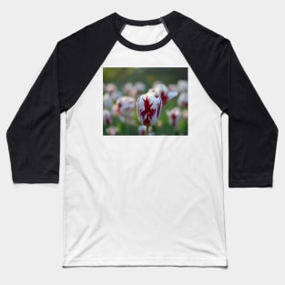 Red and White Tulip in the Boston Public Garden Boston MA Baseball T-Shirt